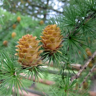 Лиственница КЕМПФЕРА в Санкт-Петербурге