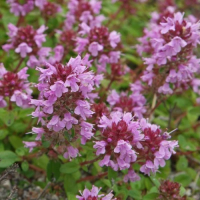 Тимьян яйцевидный в Санкт-Петербурге