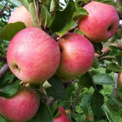 Яблоня ТЕРЕМОК в Санкт-Петербурге