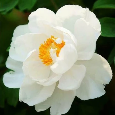 Пион ЛЕТНИЙ ДВОРЕЦ древовидный в Санкт-Петербурге