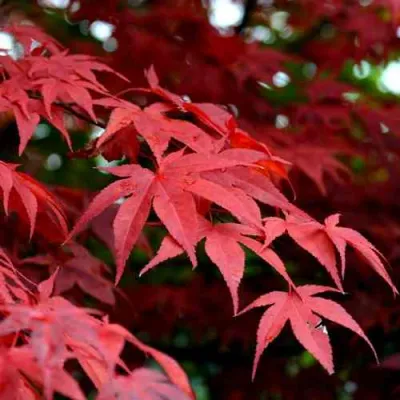 Клен гиннала  в Санкт-Петербурге