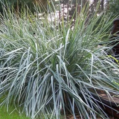 Элимус БЛЮ ДЮН песчаный в Санкт-Петербурге