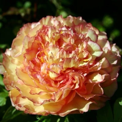 Пион ЗОЛОТАЯ РОССЫПЬ древовидный в Санкт-Петербурге