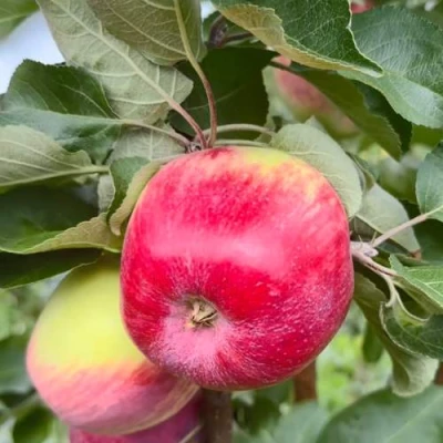 Яблоня АРБАТ колонновидная в Санкт-Петербурге