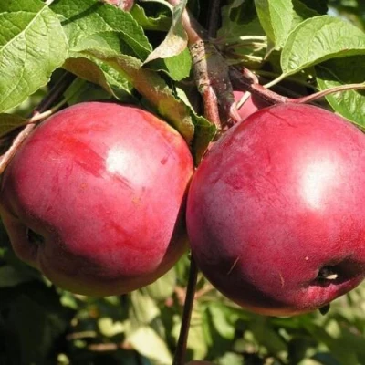 Яблоня ДАРУНАК в Санкт-Петербурге