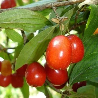 Кизил КОРАЛЛОВЫЙ МАРКА в Санкт-Петербурге