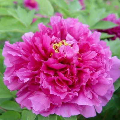 Пион ЛИЛОВАЯ ФАНТАЗИЯ древовидный в Санкт-Петербурге