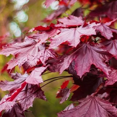 Клен РОЯЛ РЕД остролистный в Санкт-Петербурге