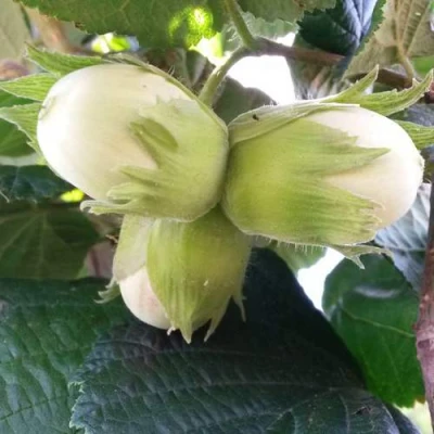 Фундук ЮННАТ в Санкт-Петербурге