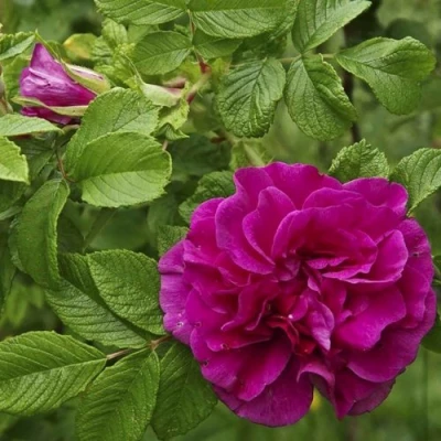 Шиповник ХАНСА в Санкт-Петербурге