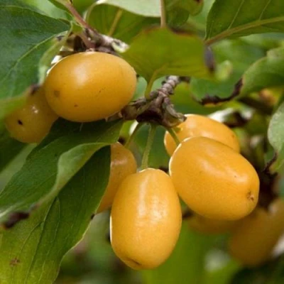 Кизил ЯНТАРНЫЙ в Санкт-Петербурге