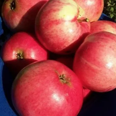 Яблоня СУЙСЛЕПСКОЕ (МАЛИНОВКА) в Санкт-Петербурге