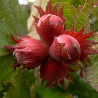 Фундук МОСКОВСКИЙ РУБИН в Санкт-Петербурге