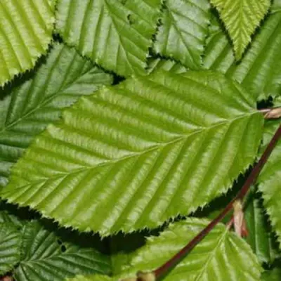 Граб японский в Санкт-Петербурге