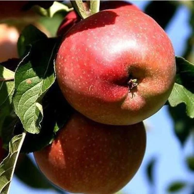 Яблоня АНТЕЙ КИЕВСКИЙ колонновидная в Санкт-Петербурге