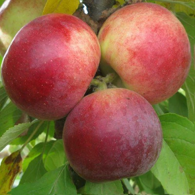 Яблоня БАЛЕРИНА ФЛАМЕНКО колонновидная в Санкт-Петербурге