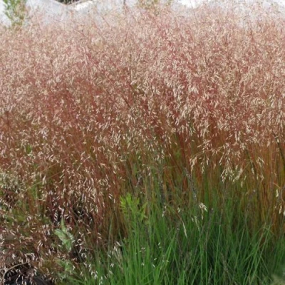 Щучка извилистая в Санкт-Петербурге