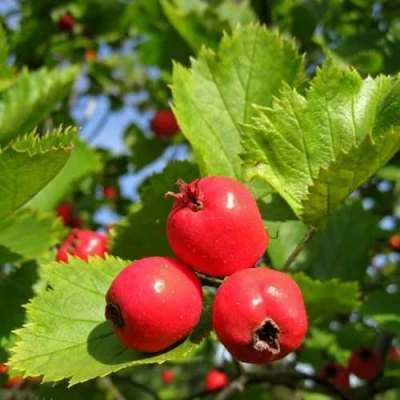 Боярышник МЯГКОВАТЫЙ в Санкт-Петербурге