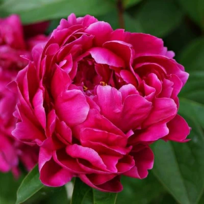 Пион ЛУИ ВАН-ГУТТ травянистый в Санкт-Петербурге