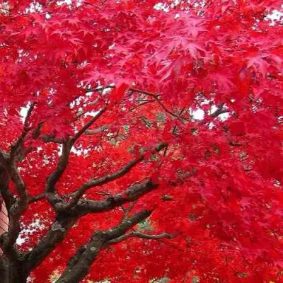 Клен гиннала  в Санкт-Петербурге