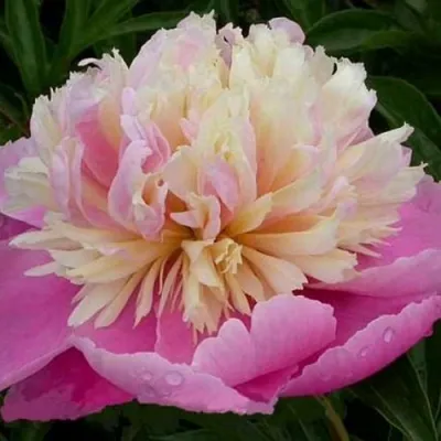 Пион ВЕСЕННЯЯ ПАЛИТРА травянистый в Санкт-Петербурге