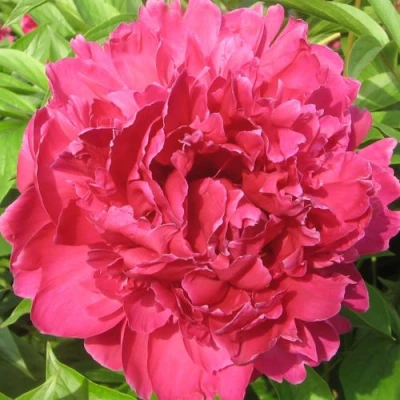 Пион ПУРПУРНЫЙ ФЕНИКС травянистый в Санкт-Петербурге