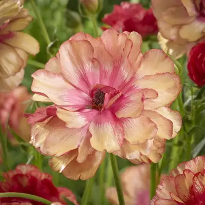 Ранункулюс МУЗА баттерфляй в Санкт-Петербурге
