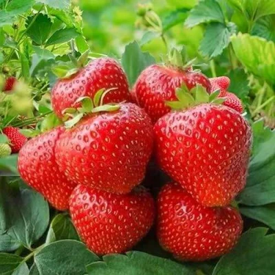 саженцы клубники Кимберли