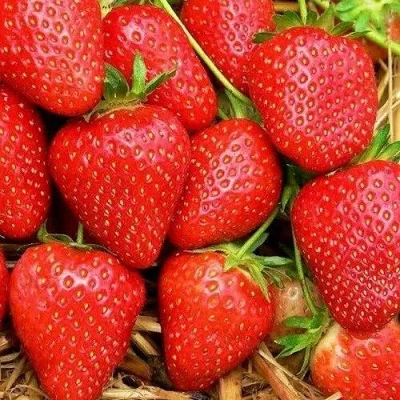 саженцы клубники Квики