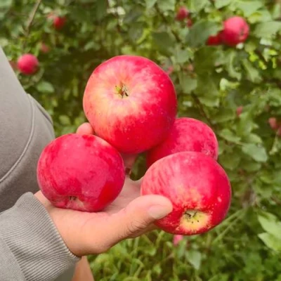 Яблоня АКСЕНА в Санкт-Петербурге