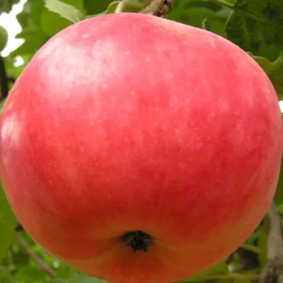 Яблоня СУЙСЛЕПСКОЕ (МАЛИНОВКА) в Санкт-Петербурге