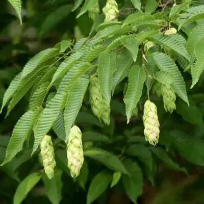 Граб японский в Санкт-Петербурге