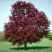 Клен РОЯЛ РЕД остролистный в Санкт-Петербурге