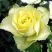 Роза ЛИМБО чайно-гибридная в Санкт-Петербурге