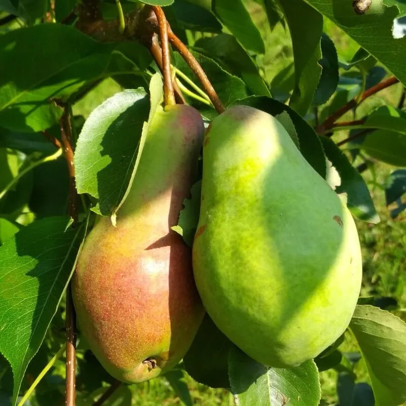 Груша Талгарская красавица Груша Талгарская красавица