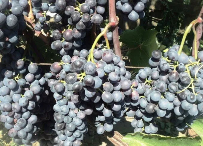 виноград виноград