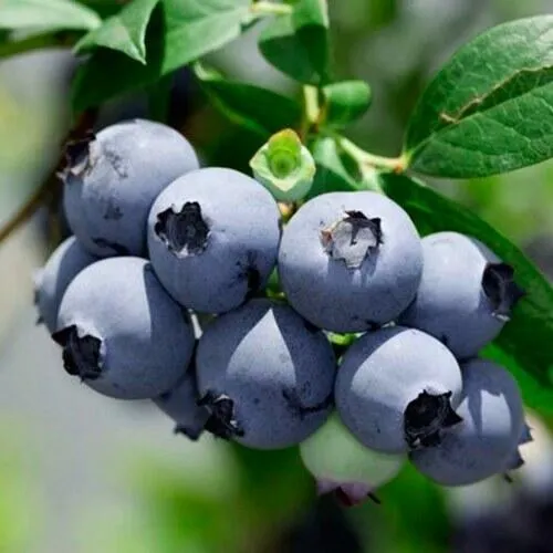 Голубика СИЕРРА  Голубика СИЕРРА в Санкт-Петербурге