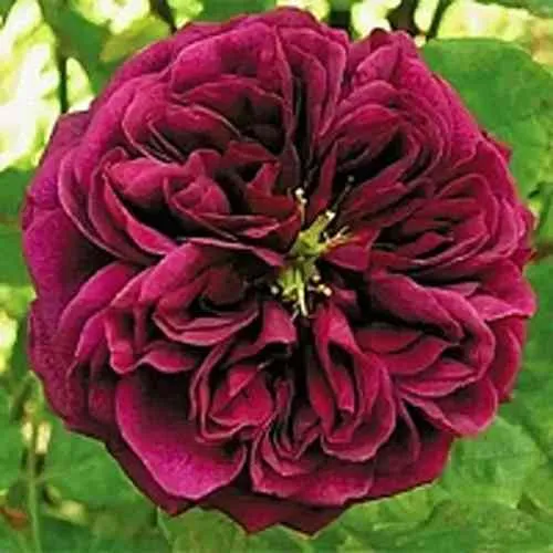 Саженцы роз ЗЕ ПРИНЦ английская  Саженцы роз ЗЕ ПРИНЦ английская в Санкт-Петербурге