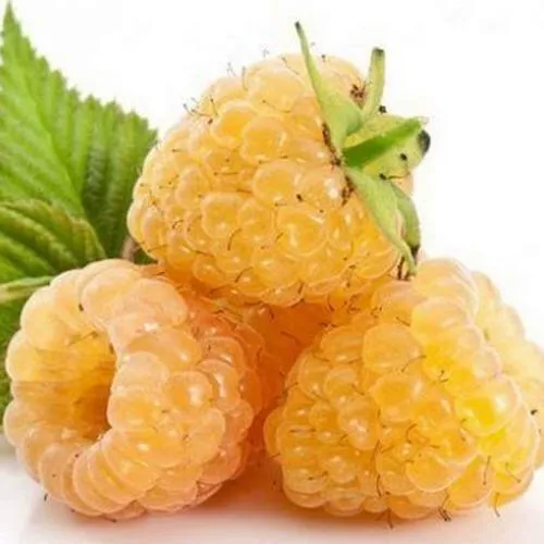 Саженцы Малины Беглянка Саженцы Малины Беглянка