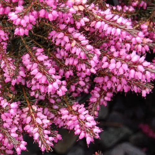 Эрика СТИНКЕ дарленская  Эрика СТИНКЕ дарленская в Санкт-Петербурге