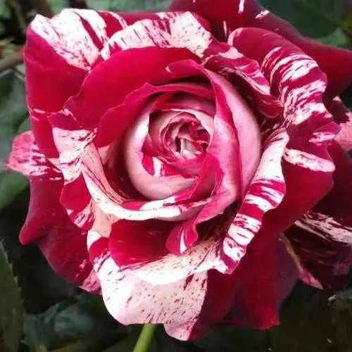 Саженцы роз ХУЛИО ИГЛЕСИАС чайно-гибридная  Саженцы роз ХУЛИО ИГЛЕСИАС чайно-гибридная в Санкт-Петербурге