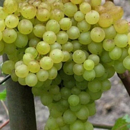 Виноград КИШМИШ 342  Виноград КИШМИШ 342 в Санкт-Петербурге