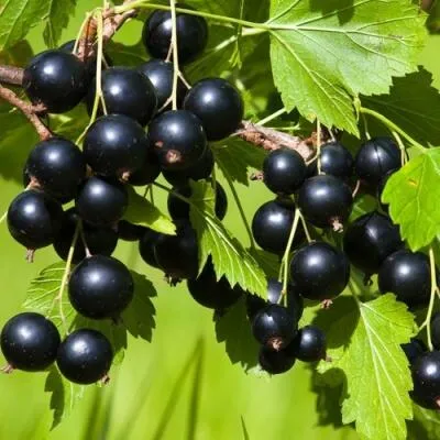 Саженцы смородины оптом в Санкт-Петербурге