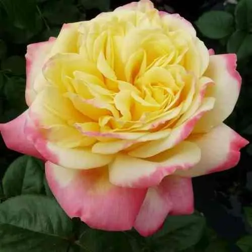 Саженцы роз КОРДЕС ДЖУБИЛИ чайно-гибридная  Саженцы роз КОРДЕС ДЖУБИЛИ чайно-гибридная в Санкт-Петербурге