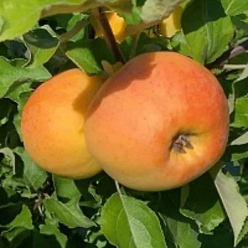 Яблоня АНТОНОВКА ЗОЛОТАЯ  Яблоня АНТОНОВКА ЗОЛОТАЯ в Санкт-Петербурге