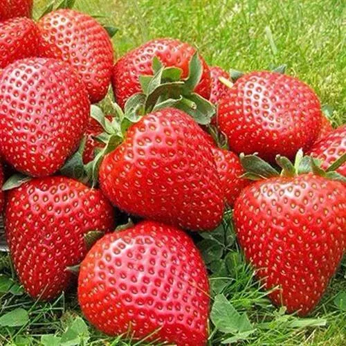 Клубника ЭЛИАНЕ в Санкт-Петербурге