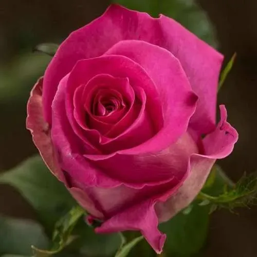 Саженцы роз ТОПАЗ чайно-гибридная  Саженцы роз ТОПАЗ чайно-гибридная в Санкт-Петербурге