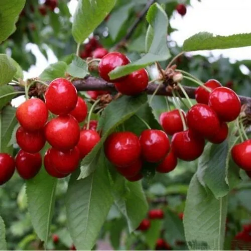 Черешня ДОНЕЦКАЯ КРАСАВИЦА  Черешня ДОНЕЦКАЯ КРАСАВИЦА в Санкт-Петербурге