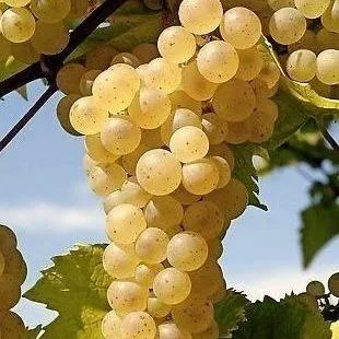 Неукрывные сорта   Неукрывные сорта  в Санкт-Петербурге