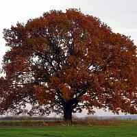 Дуб скальный в Санкт-Петербурге